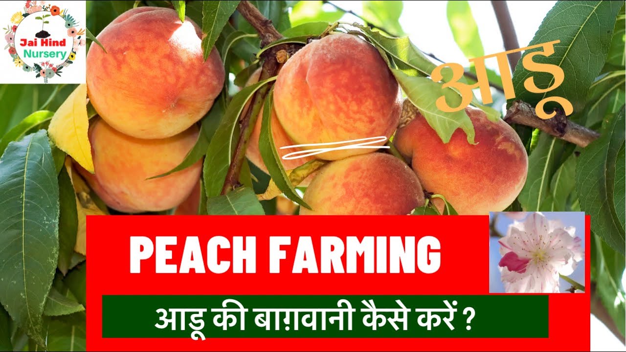 आडू की उन्नत खेती कैसे करें, Peach Farming in India