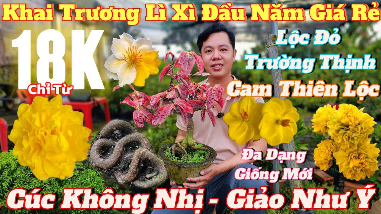 25/2☎️Mai Vàng Giá Rẻ☎️0918229254 Anh Thương☎️Khai Trương Đầu Năm Giao Lưu Mai Giống Giá Rẻ Chỉ 18K