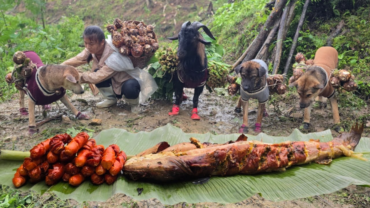 Ha Thi Muon and her adorable dogs and goats are harvesting large, beautiful taro roots to sell.