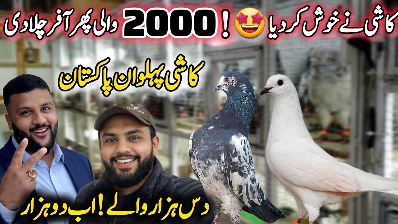 Kashi Ki Dhamaal offer 10000 wala 2000😱 || 0332-193-7025 || Sailkoti Teddy kasuri 💯
