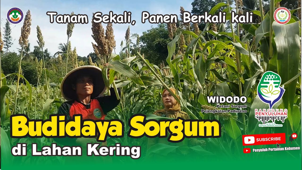 BUDIDAYA SORGUM di Lahan Kering / Tanam Sekali Panen Berkali kali