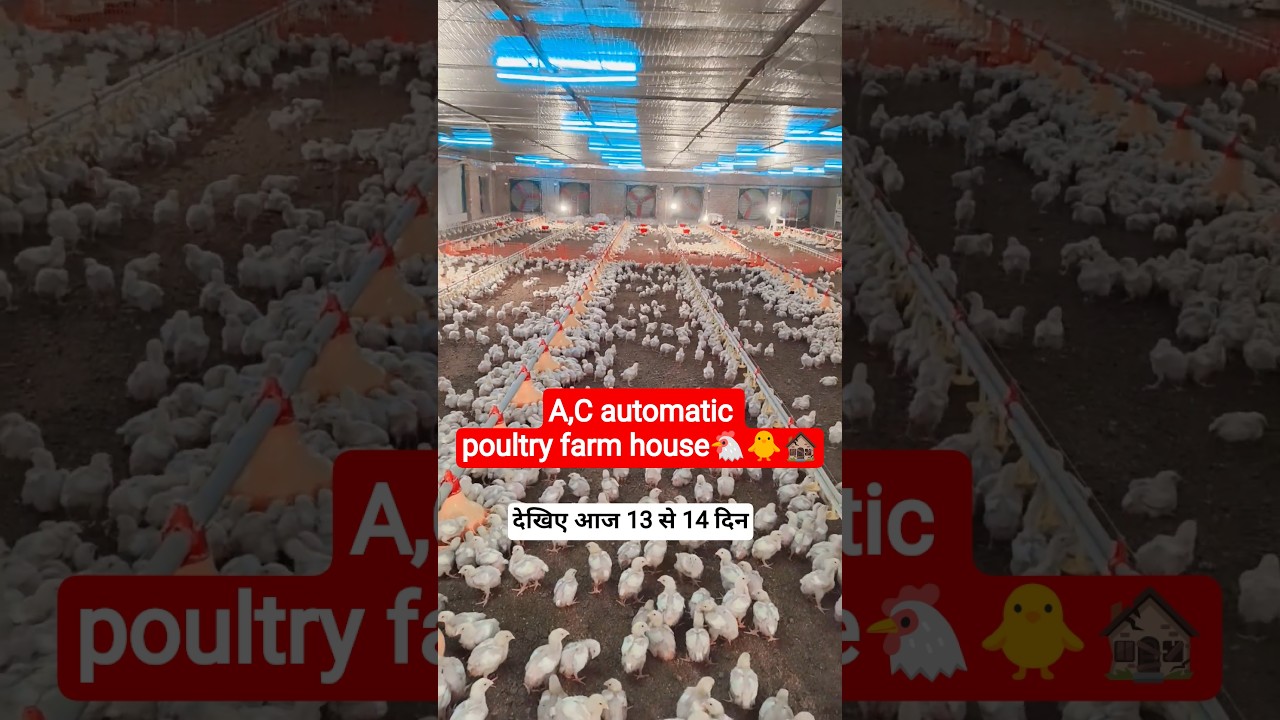 A,C automatic poultry🐥🐔🏚️ 