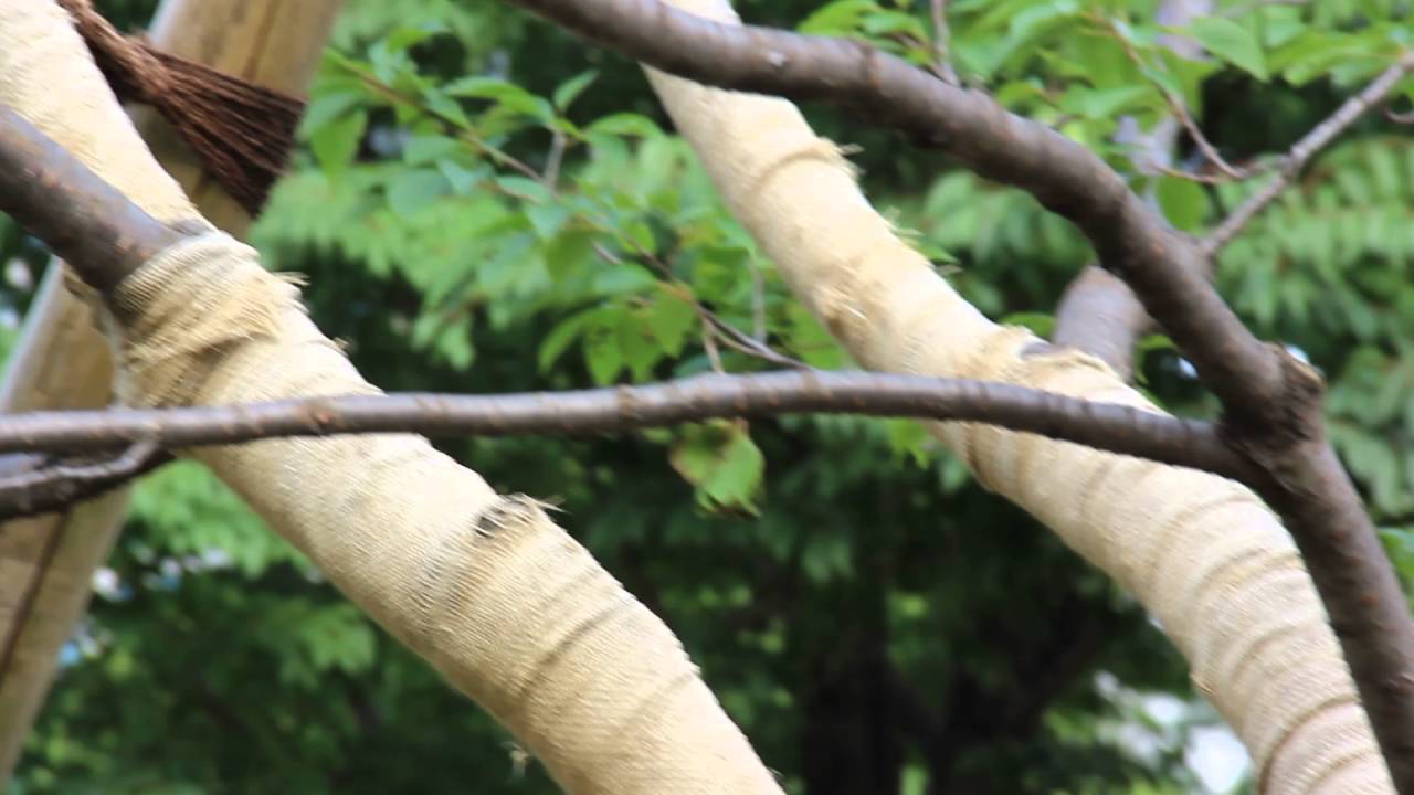Corvo japonês - 2