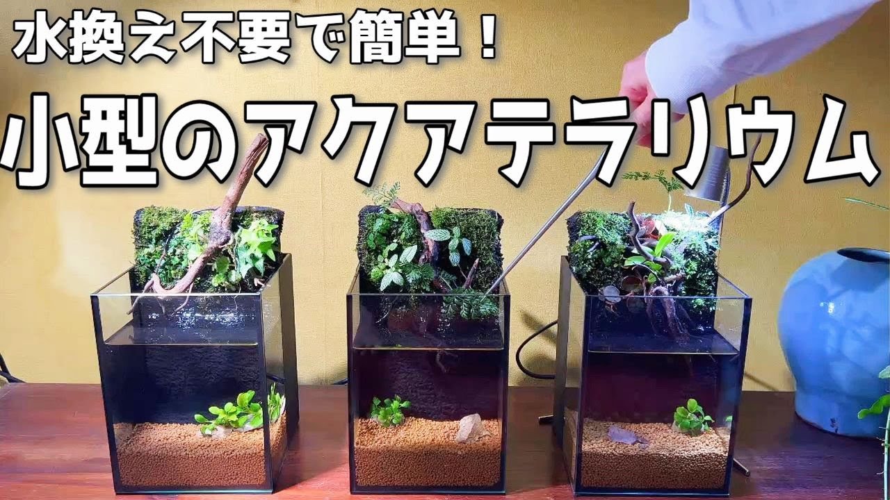 【アクアテラリウム】メダカのためのアクアテラリウム（水換え不要の簡単管理でコケと植物とメダカを楽しもう）