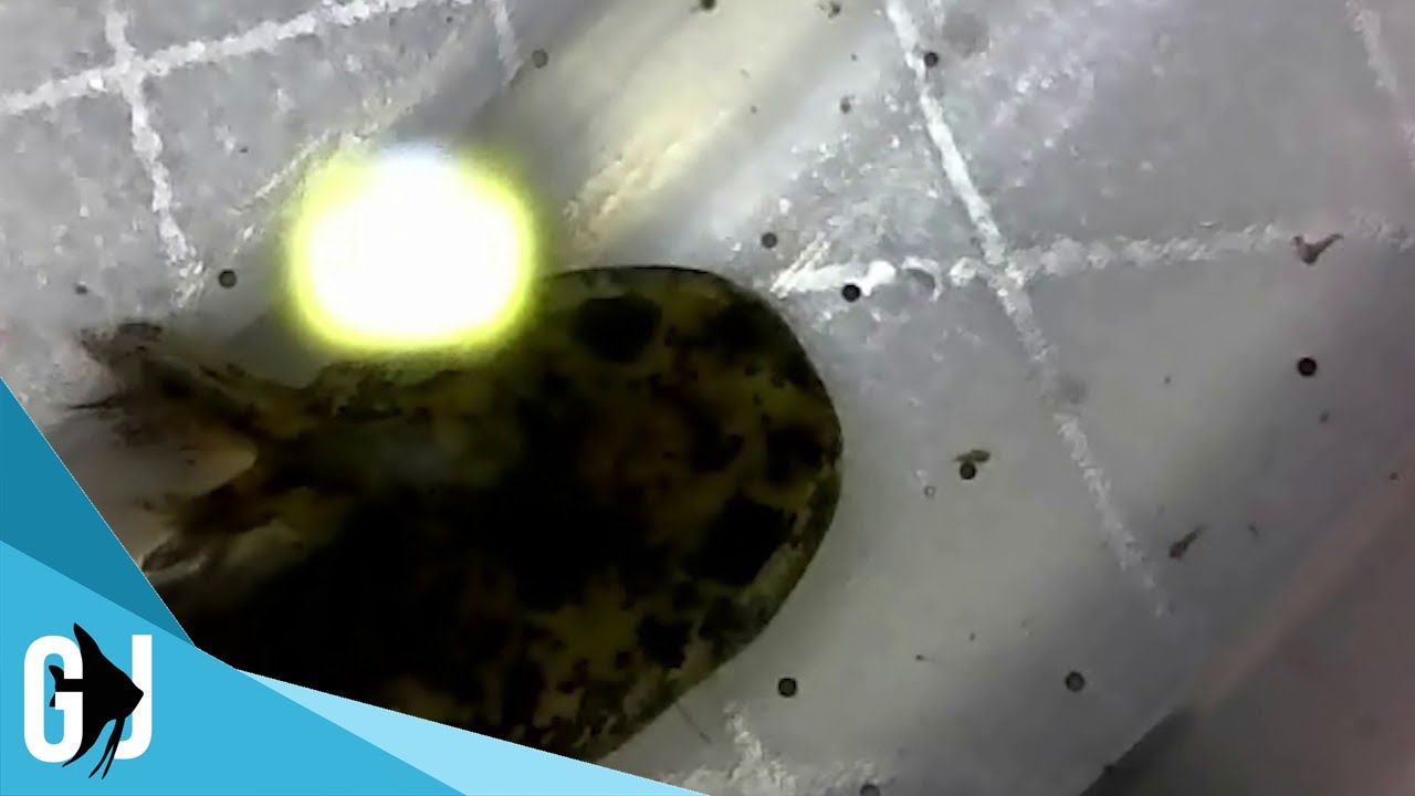 #519: DIGITAL MICROSCOPE Axolotl Fry Eating Brine Shrimp - Update Monday