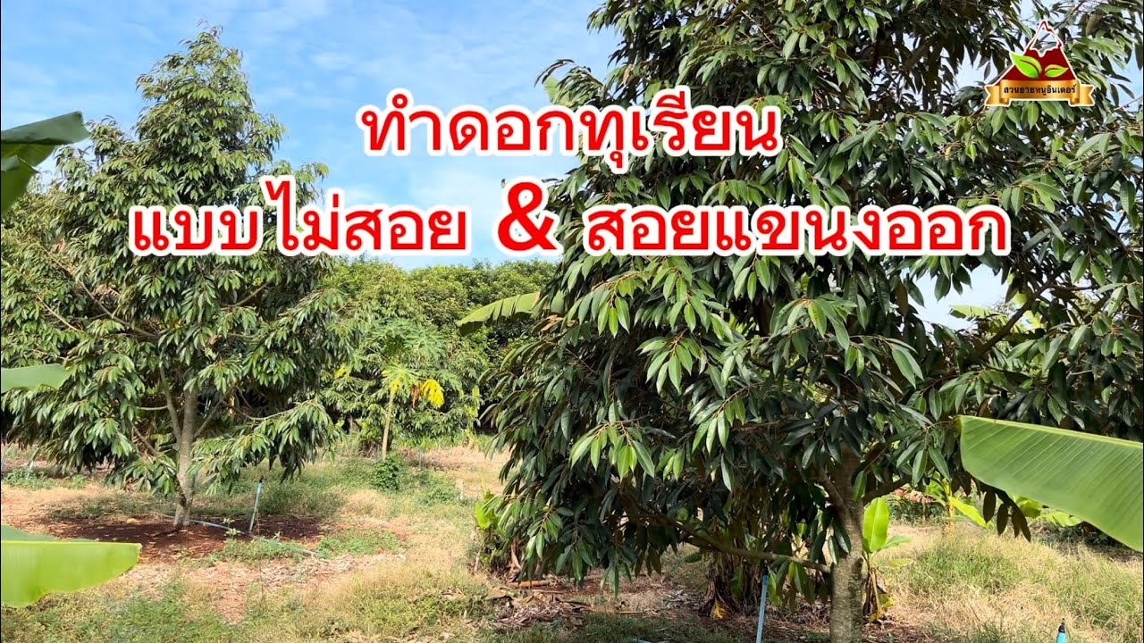 Ep.274 ทำดอกทุเรียน สอยแขนงออก กับไม่สอยออก แตกต่างกันยังไง