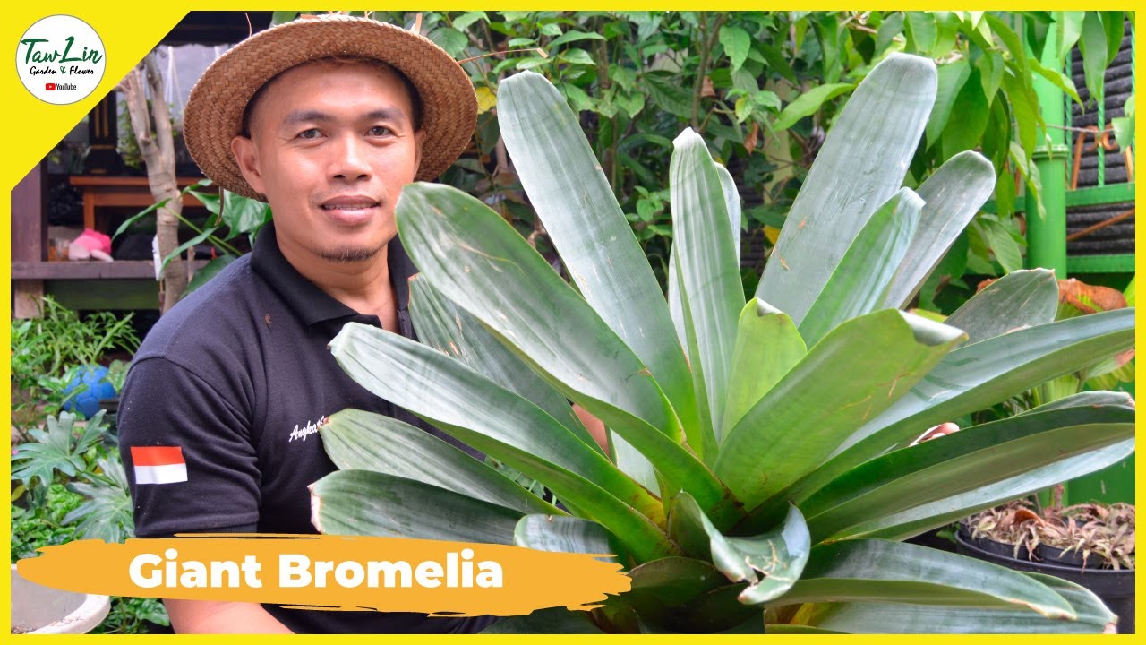 Repotting dan Media Tanam Giant Bromelia