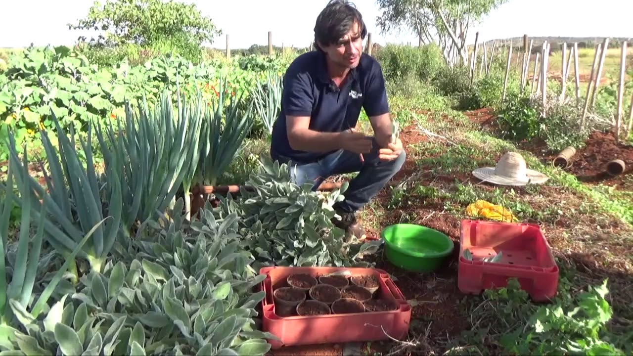 Produção de PANC - Conheça o Peixinho