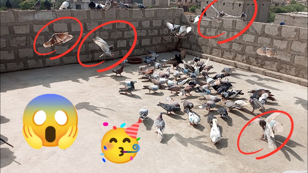 Aaj ka ladaiya Shahzad vs  Chaudhari Sahab 🕊🕊✌✌ 1 Shikar