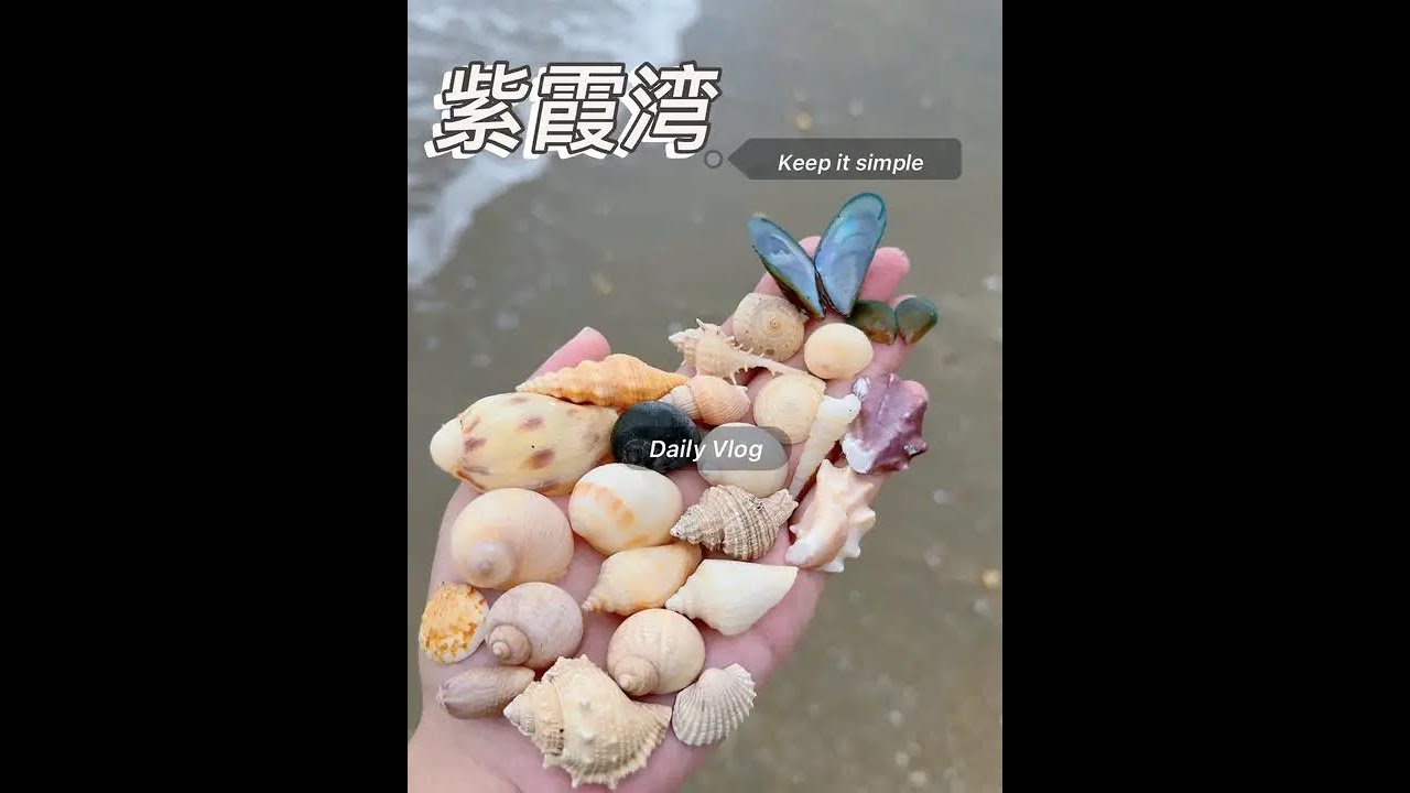 紫霞湾 左边最高潮位的贝壳带还是有点东西的，品种多但是颜色单一#捡贝壳 #大海的馈赠 #寻宝 #北海攻略#带你去看海