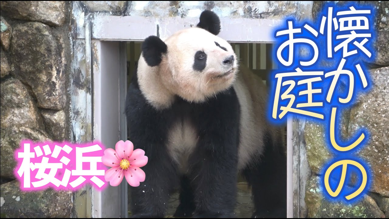 【懐かしのお庭💕】桜浜姉さん🌸サービス残業でお外勤務✨【お姉さんパンダ】Giant Panda -Ouhin-
