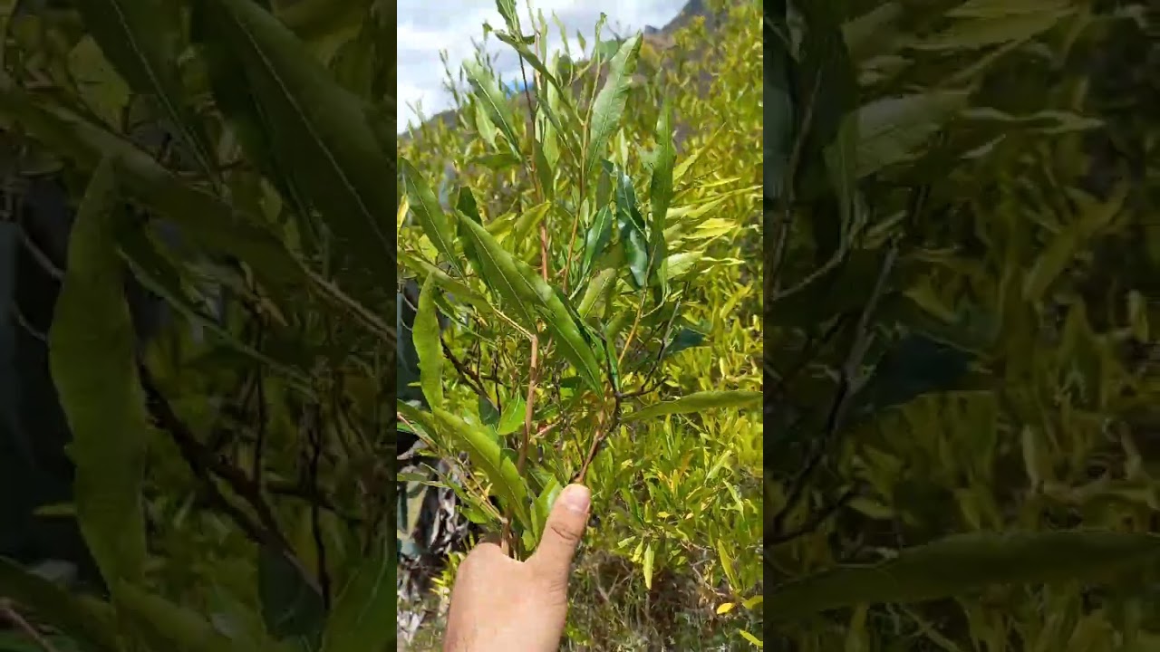 As&iacute; eran las escobas caseras de antes   Planta de Chamana