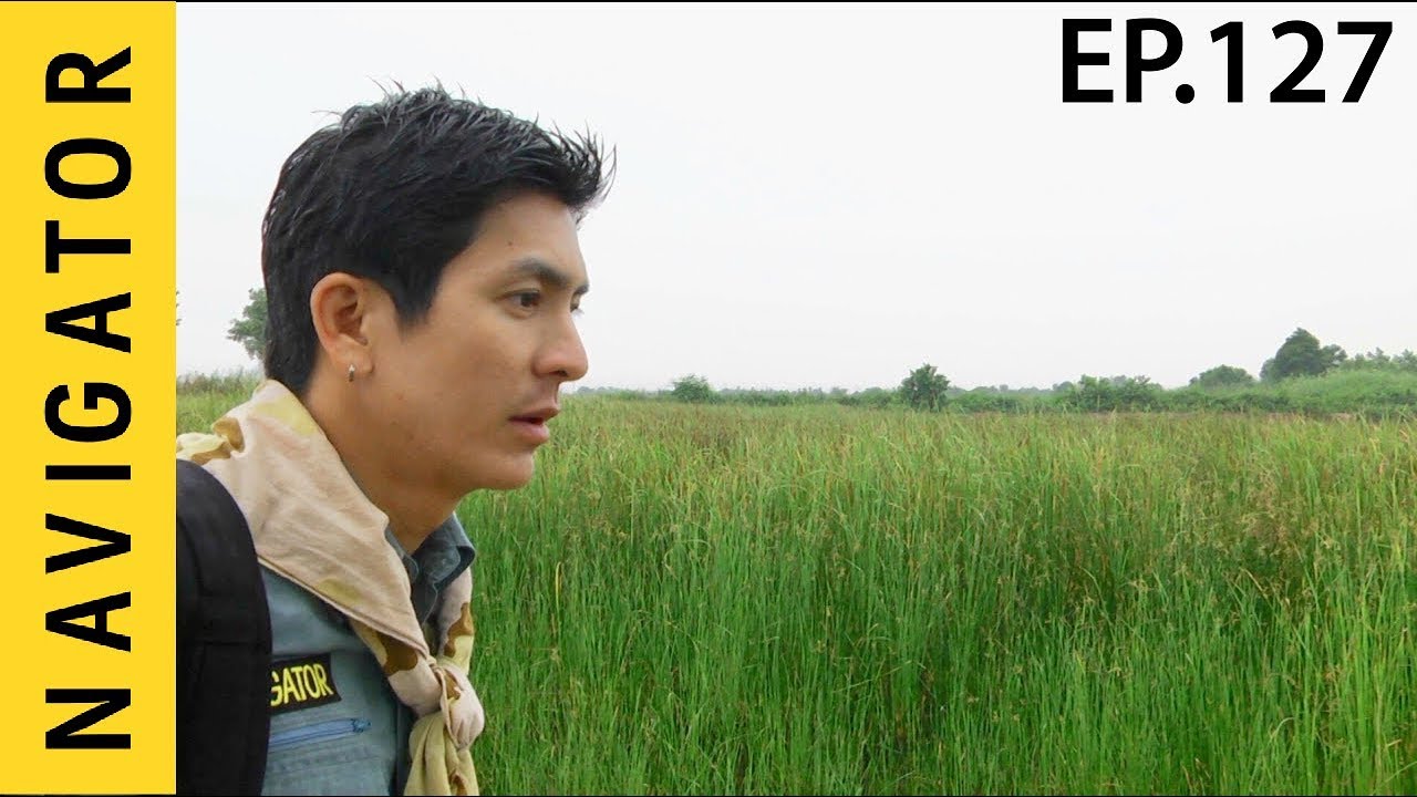 เนวิเกเตอร์ EP.127 | เสือปลา...นักล่าแห่งพื้นที่ชุ่มน้ำ ทุ่งสามร้อยยอด | ประจวบคีรีขันธ์