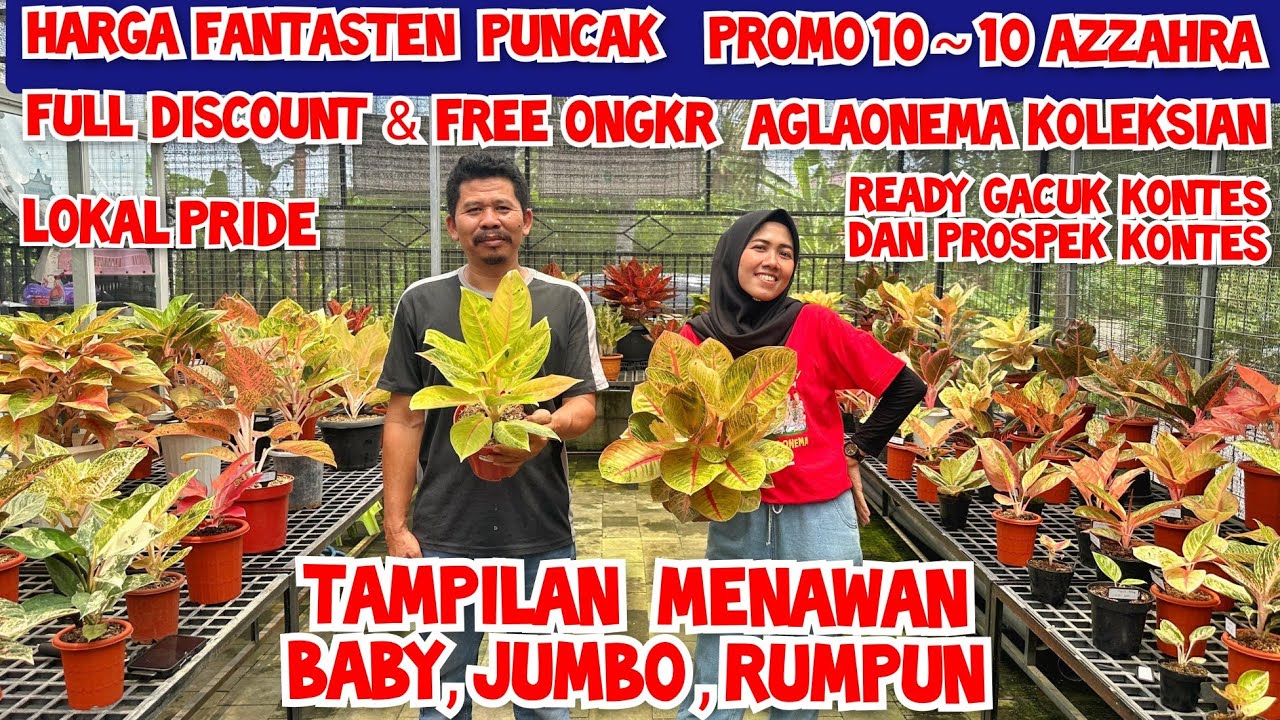 harga fantasten di promo 10~10 azzahra garden| full discount & free ongkr harga aglaonema koleksian