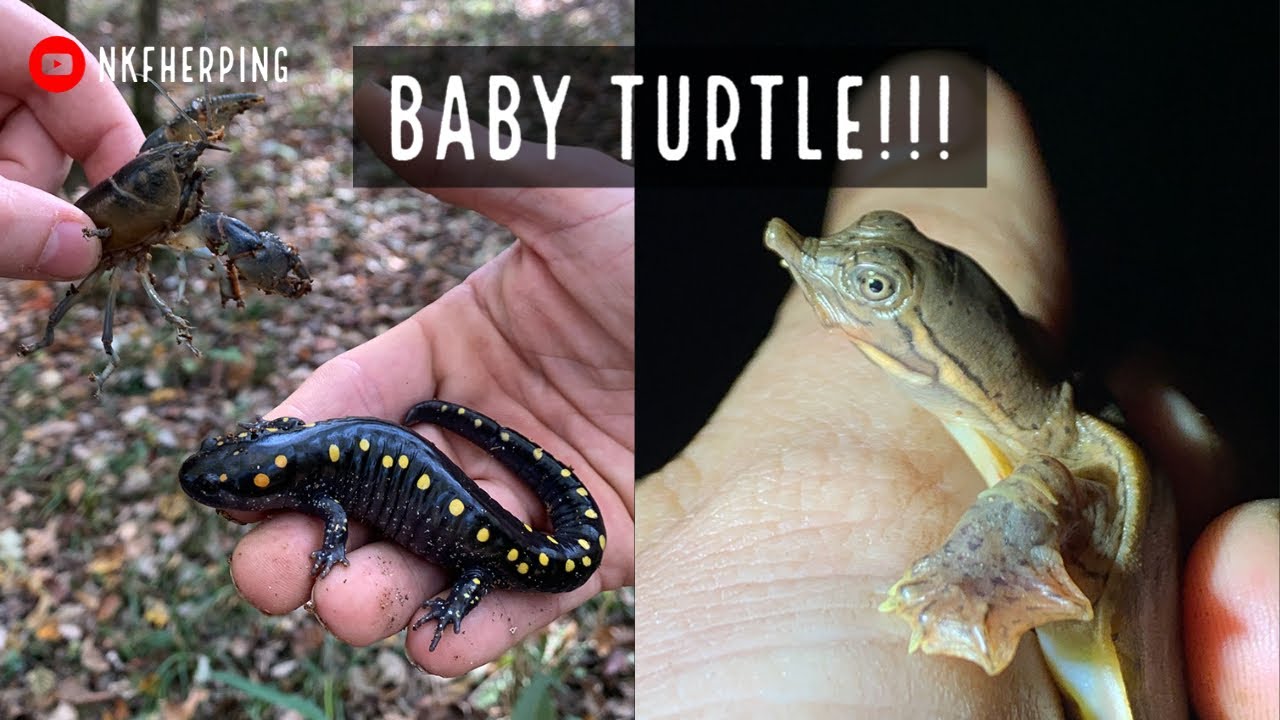 Adorable Baby Softshell Turtle! Walking Creeks for Turtles and Salamanders in Georgia