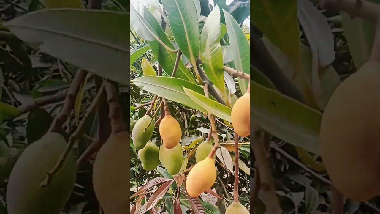 Small yellow mango #mango #mangotree #nepal