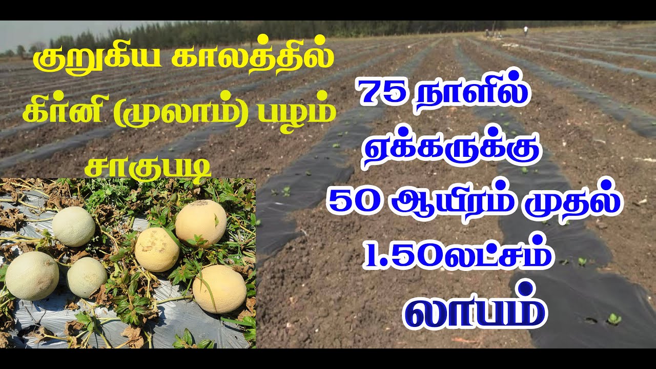 குறுகிய காலத்தில் அதிக லாபம்&முலாம் பழம் சாகுபடி