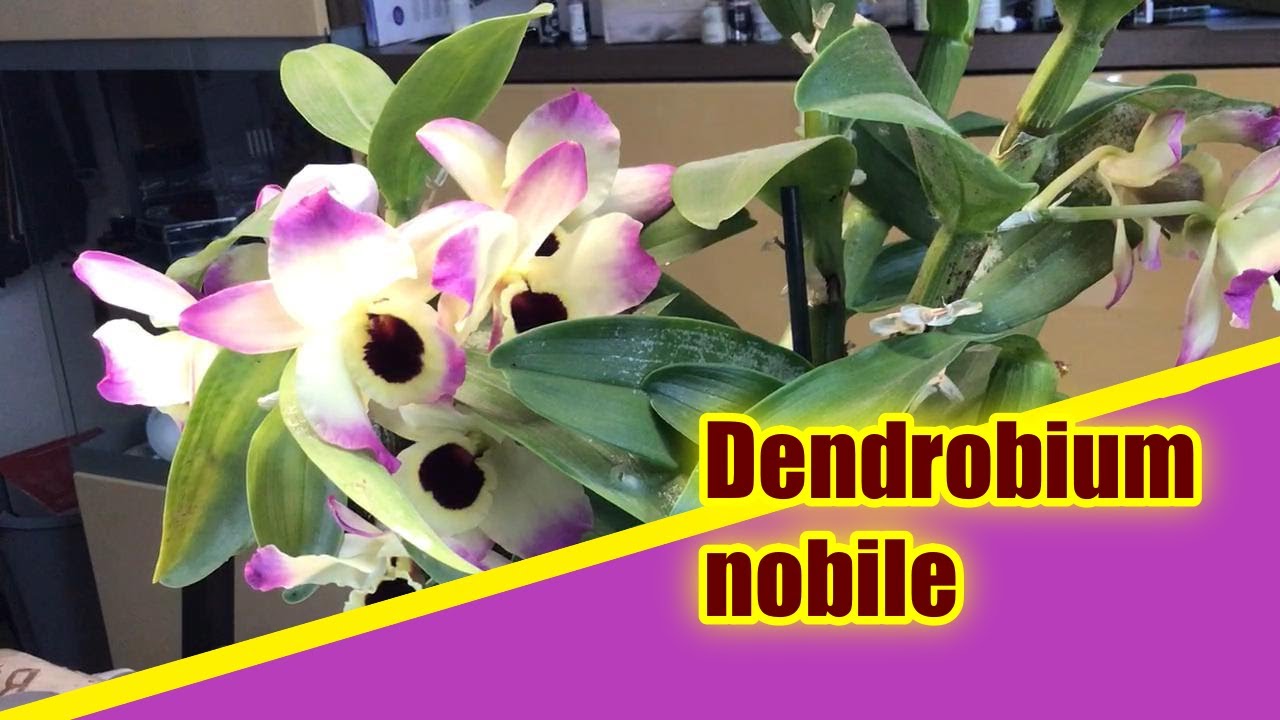 Pflanzenportrait Dendrobium nobile
