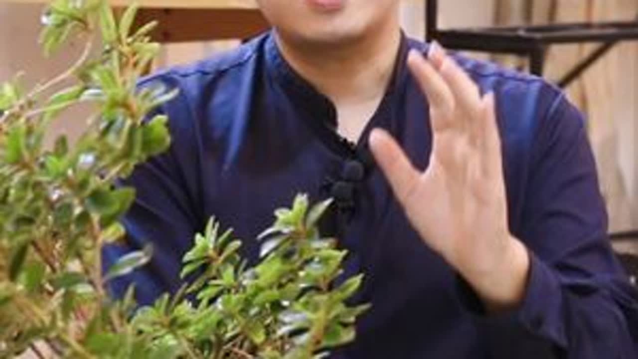 杜鹃花怎么养？ 园艺师教你，杜鹃花的详细养护技巧#养花