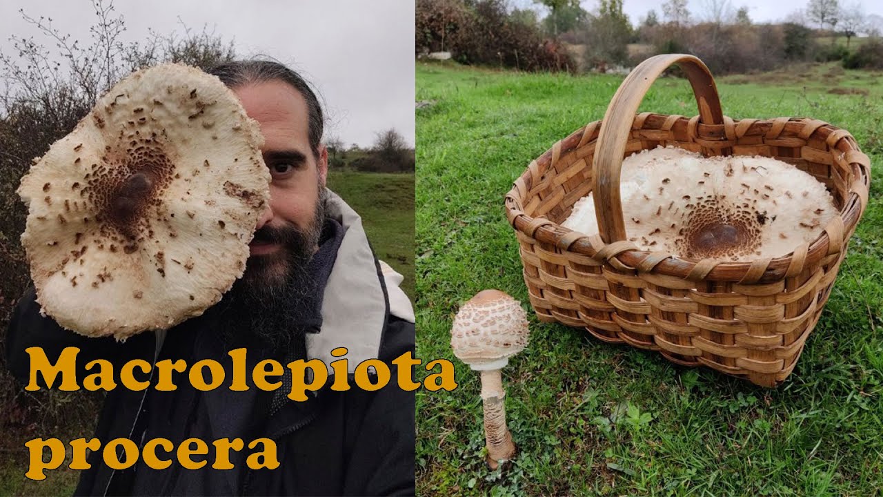 C&oacute;mo DIFERENCIAR la 