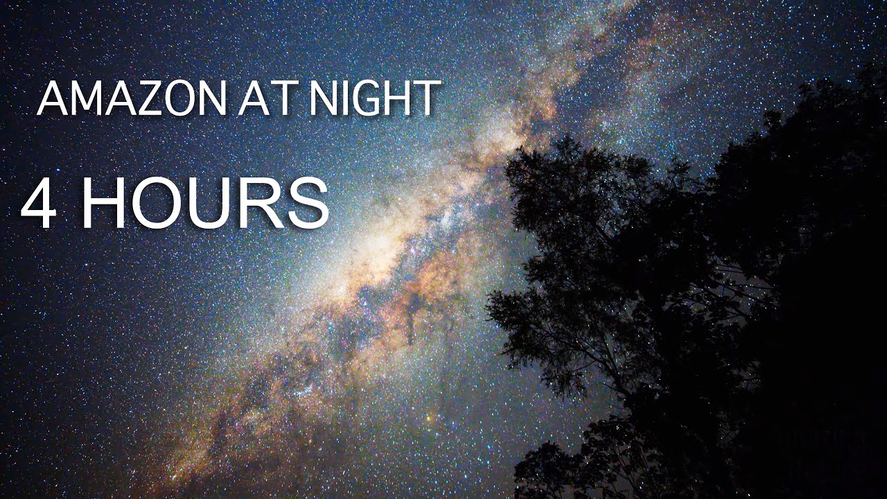 Jungle Sounds at Night: Deep in the Amazon Rainforest Of Ecuador - 4 HOURS