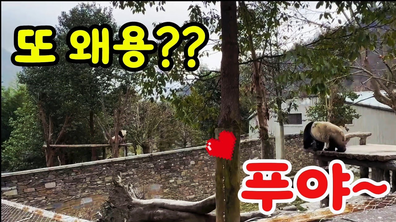 26.3.7 오후1 푸야 ~오빠 말좀 들어봐~🌞 