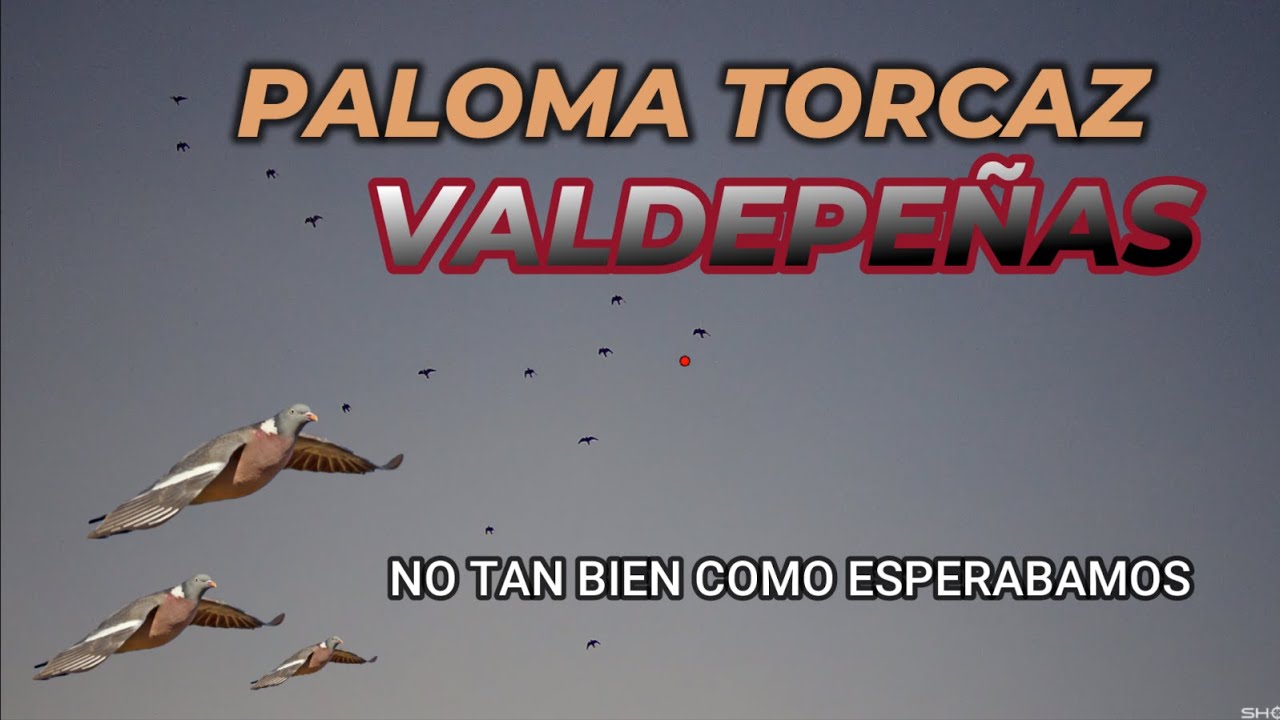 PALOMA TORCAZ APERTURA EN VALDEPE&Ntilde;AS MEDIA VEDA  ( CIUDAD REAL)