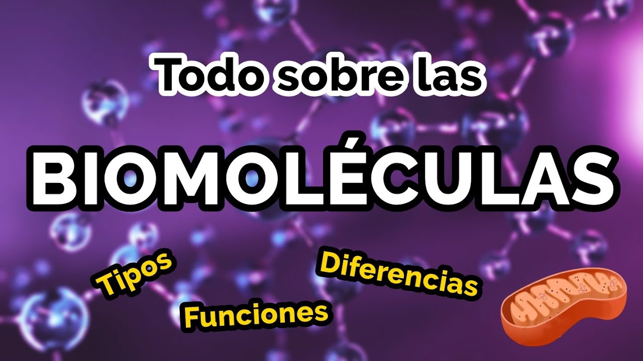 TODO sobre las BIOMOLÉCULAS 🧬📚 Tipos, funciones, ejemplos