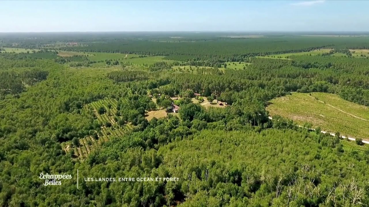 Le pin, roi des Landes - Echappées Belles Landes