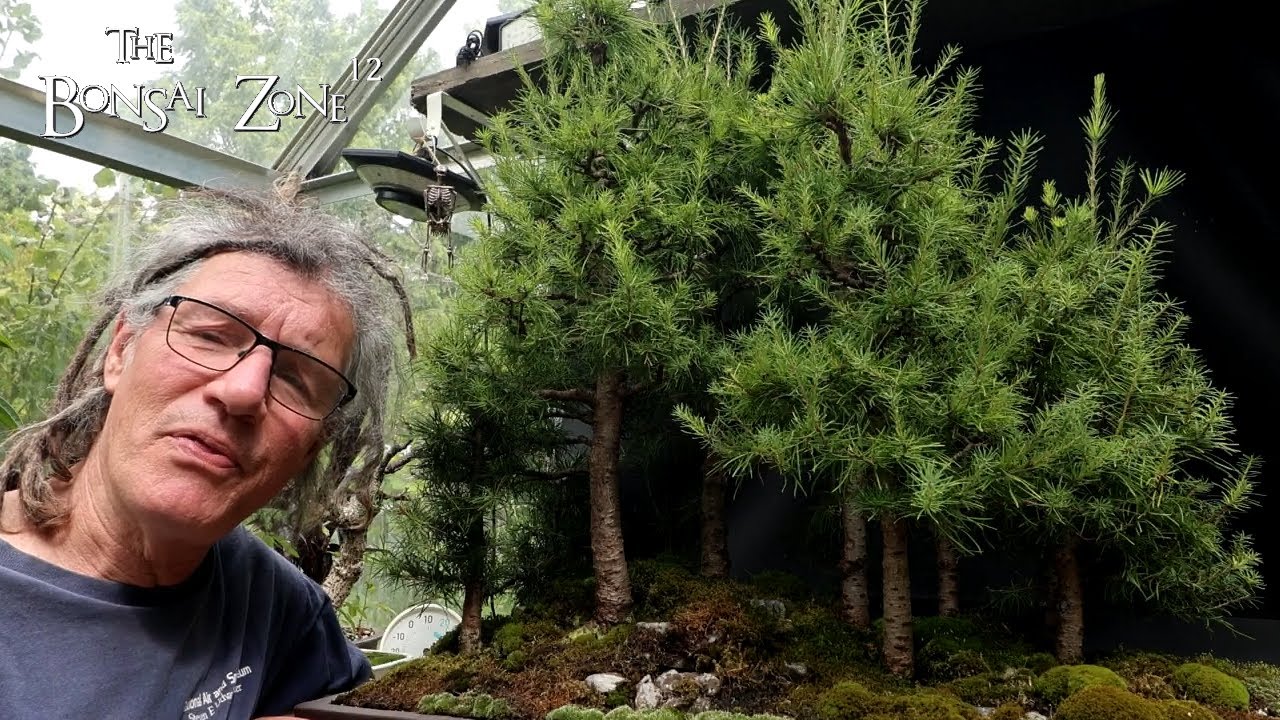 Pre Show Prep For My Larch Forest, The Bonsai Zone, Sept 2025