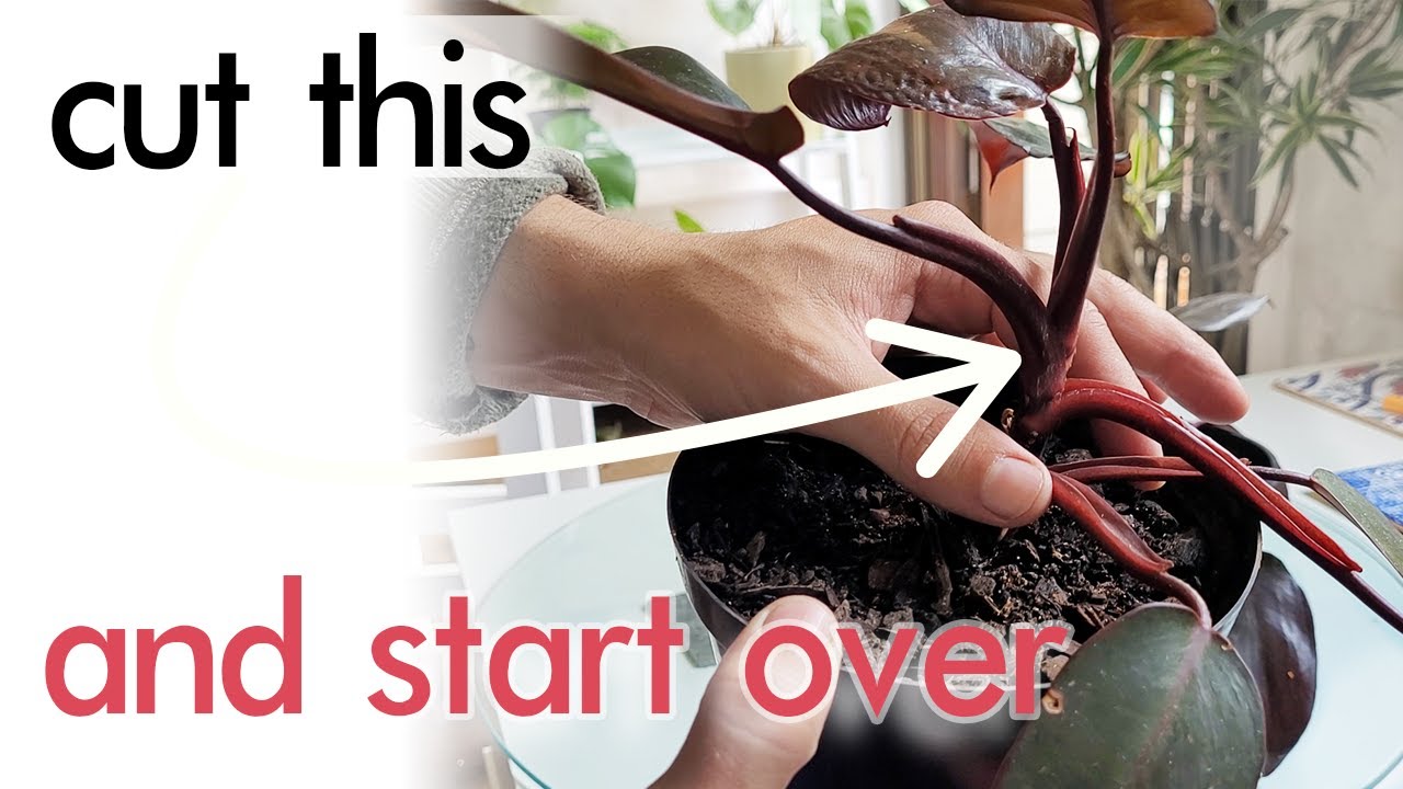 Propagate Pink Princess Philodendron - 1 Month Update