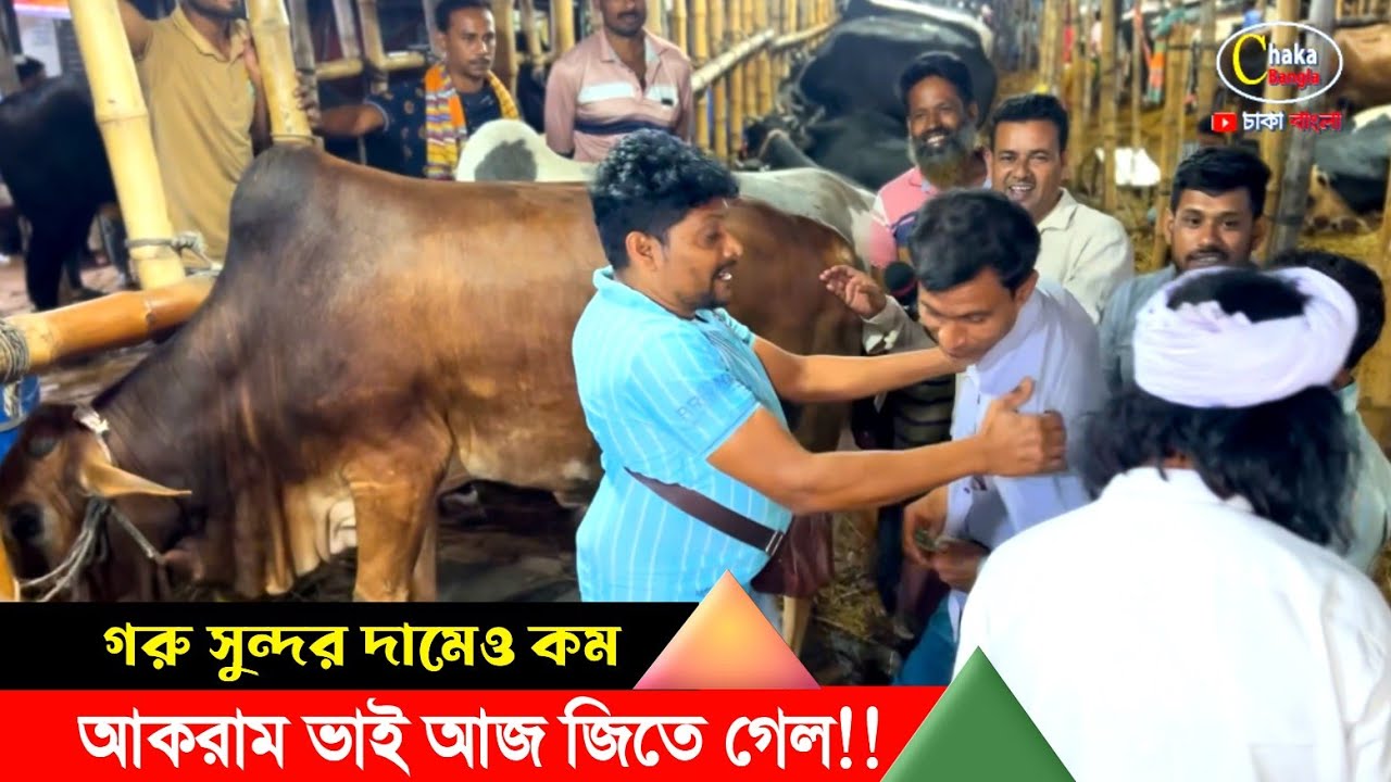 আকরাম ভাইয়ের আজকের গরুগুলো খুব সুন্দর হয়েছে দামেও কম! গাবতলী গরুর হাট 2024