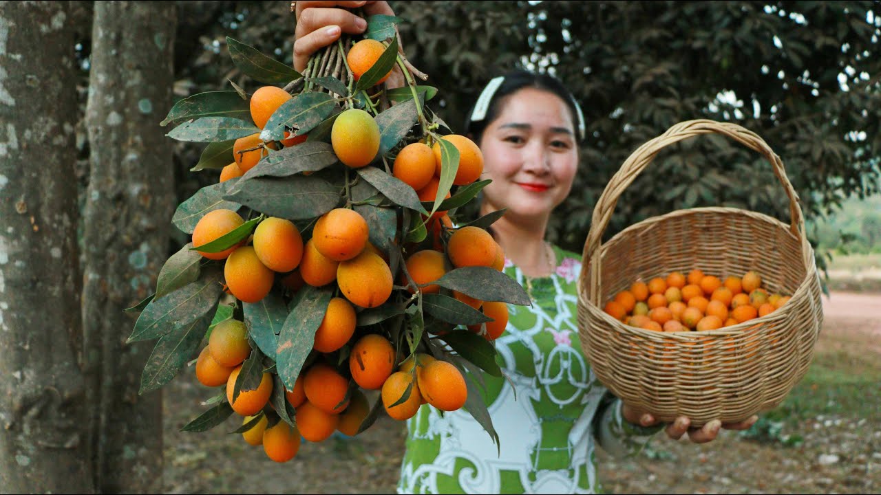 Pick Such A fresh Golden Fruit | Golden Plum Sweet Soaked For Eating | Sros Yummy Cooking Vlogs
