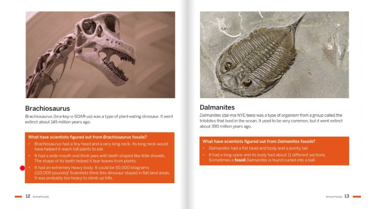 Fossil Hunters Handbook