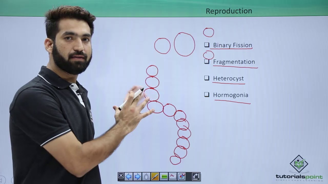 Class 11th – Cyanobacteria – Reproduction | Biological Classification | Tutorials Point