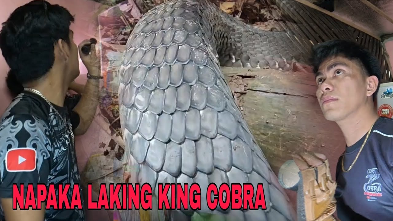 ITIM NA KING COBRA AT COBRA SA KUSINA