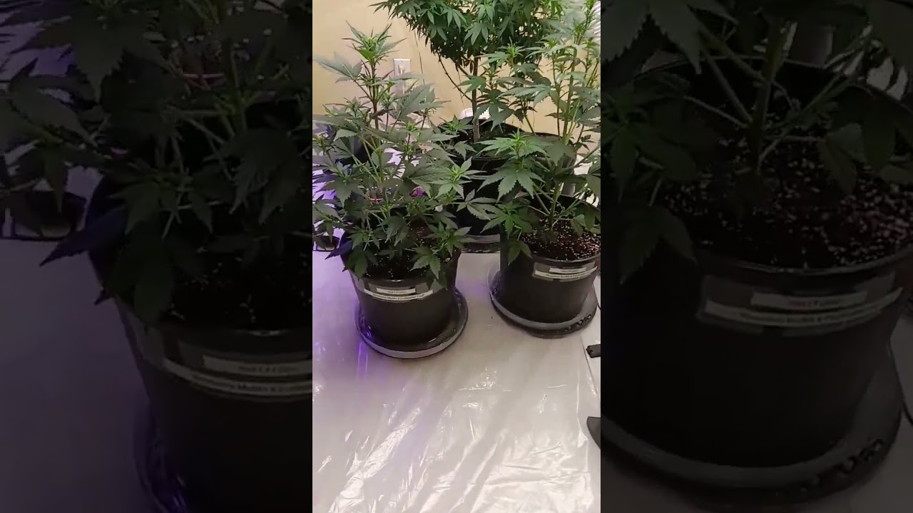Blueberry Muffin x Forbidden Fruit Auto's Week ~5! #SpiderFarmer 2x4 Tent Incoming.. #SonofOdinSeeds