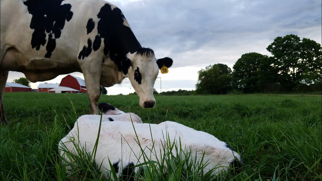Looking At A New Calf