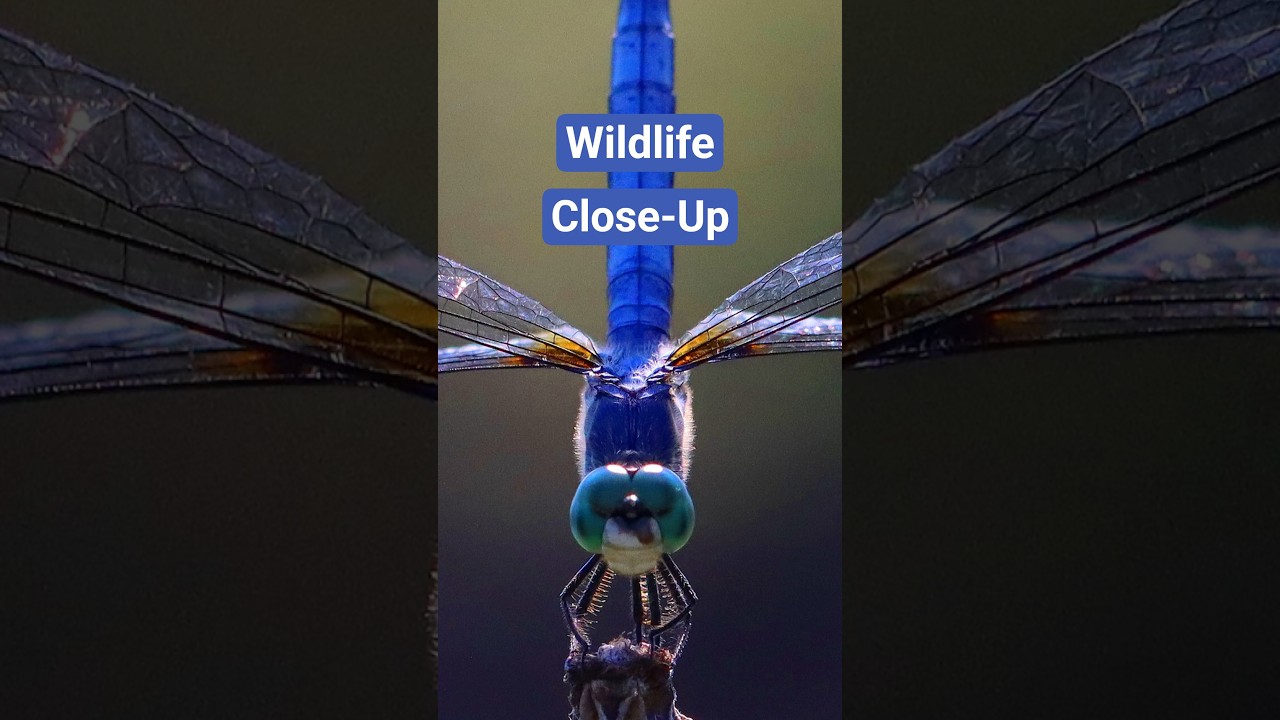 Canon R5 + 70-200mm Lens = STUNNING Dragonfly Photography