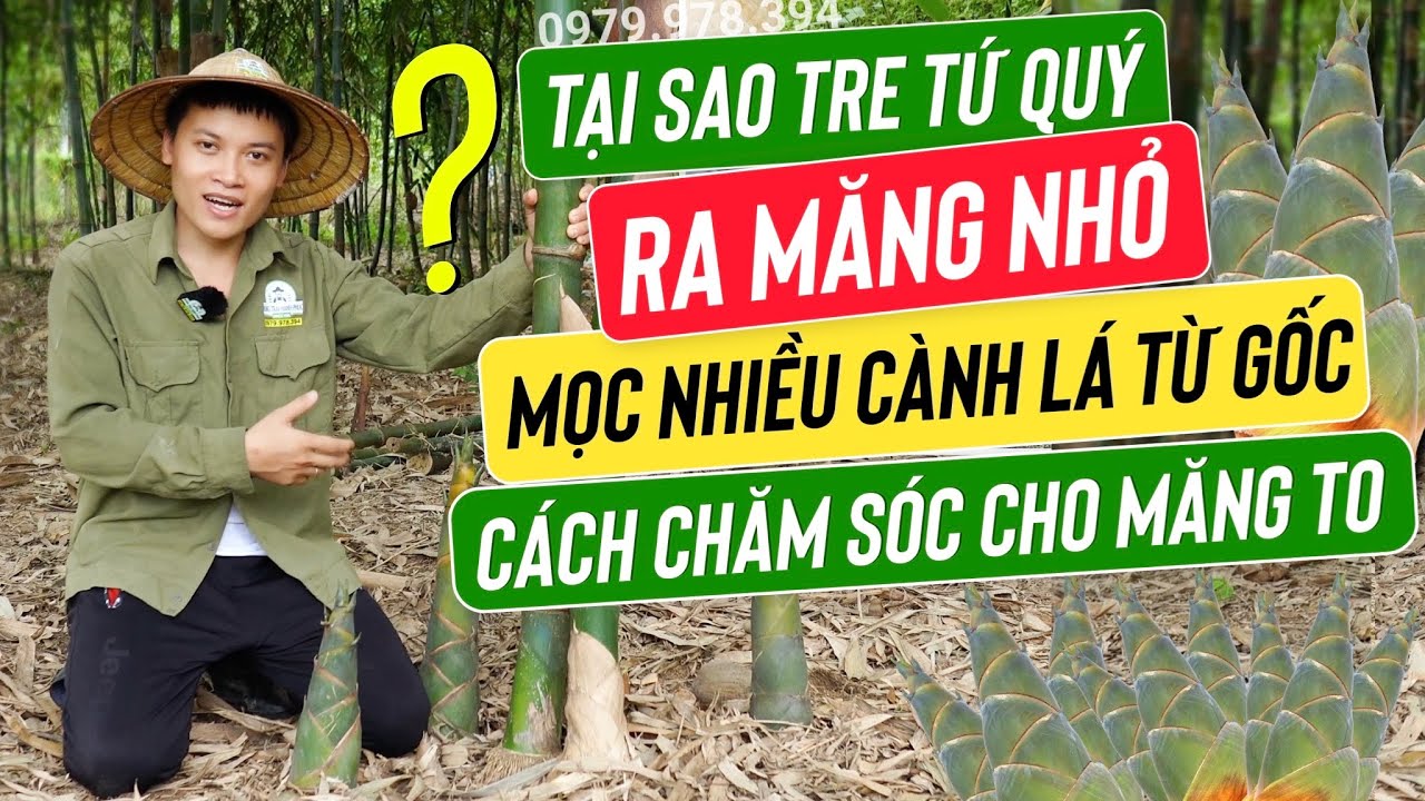 TẠI SAO TRE MỌC NHIỀU CHỒI VÀ MĂNG NHỎ ? | CÁCH LÀM CHO TRE RA MĂNG TO | NÔNG TRẠI HẠNH PHÚC