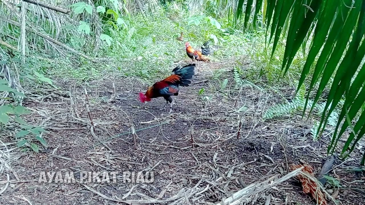 mikat ayam hutan_2 kali pasang dapat dua poin,serunya  bukan maen