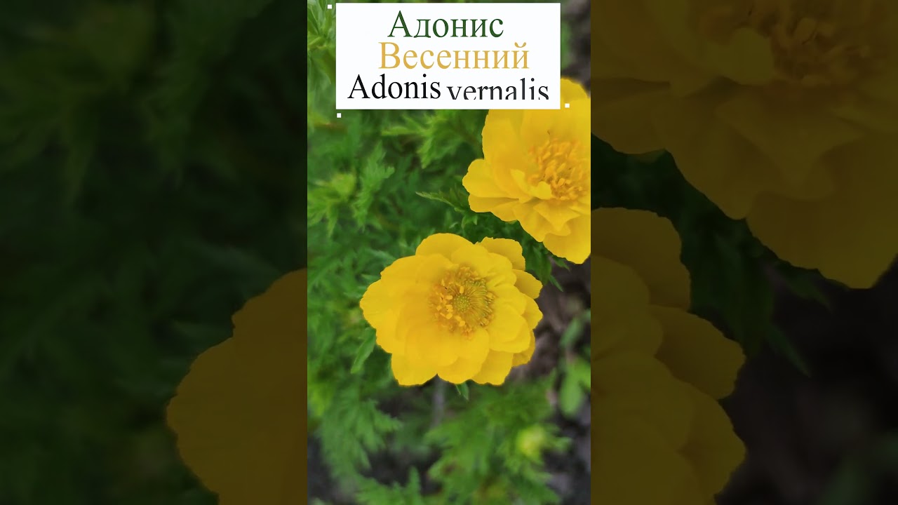 Один из ранних цветов - Адонис весенний. #flowerworld #цветы #flowers