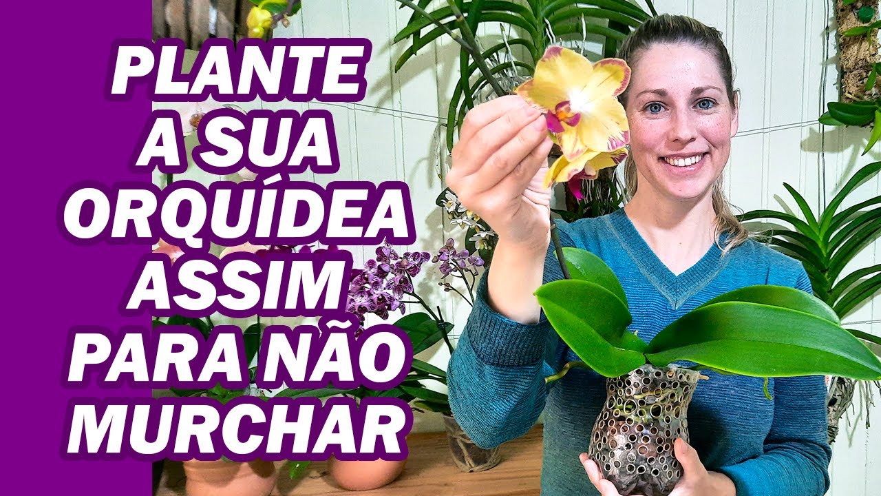 Como Plantar Orquídea Phalaenopsis na Semi Hidroponia com Argila Expandida
