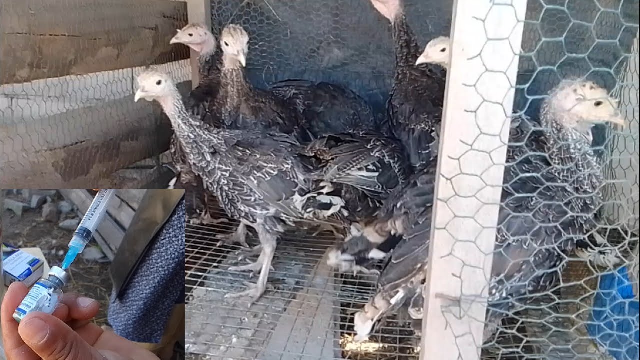 COMO PREVENIR LA VIRUELA AVIAR  EN GUAJOLOTES  COMO APLICARLA