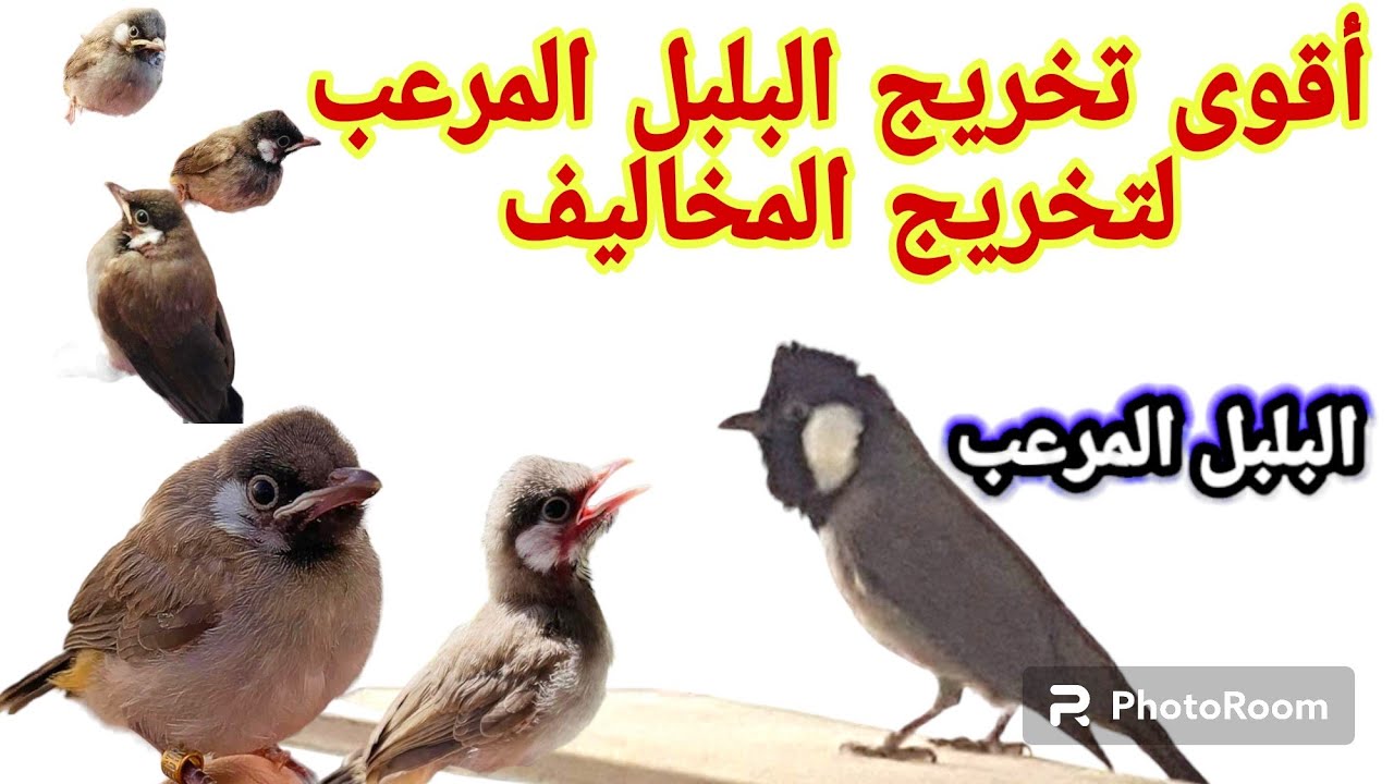 اقوى تخريج البلبل المرعب