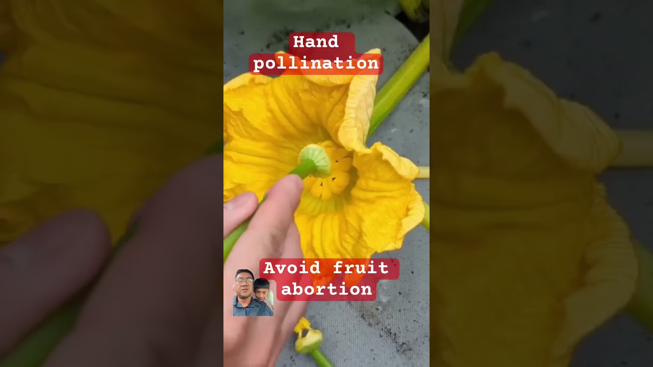 Help your pumpkin bear fruit by hand pollination #sirmiketheveggieman #handpollination #pumpkin