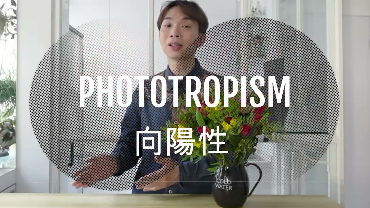 如何選擇和應用鬱金香| 大師SOLOMON 花藝教室 | 花藝知識點 | How to choose and design with Tulips!