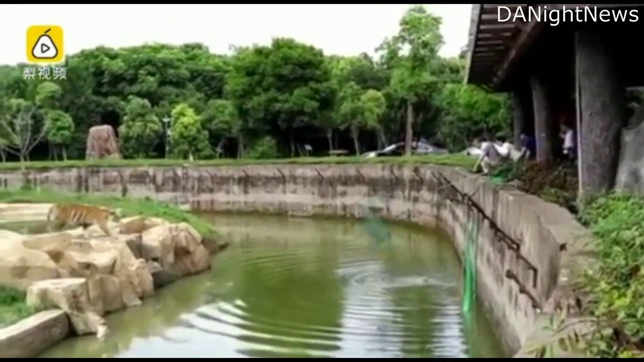 China:Dog falls into tiger&rsquo;s enclosure where an alive donkey was fed