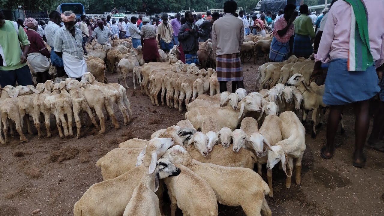 konganapuram goat market #sheepmarket #adhusandhai #salamkarupu #sambariadu