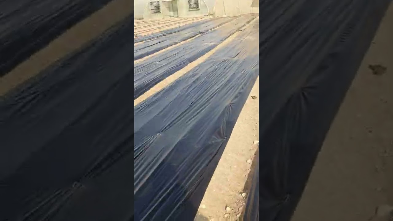 العروات الشتوية وضرورة إستخدام غطاء البلاستيك الأسود (الملش ) ...